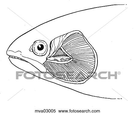 Stock Illustration - Hemodynamics of the gills in salmoids. Fotosearch