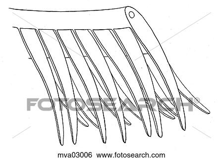 Stock Illustration - Hemodynamics of the gills in salmoids. Fotosearch