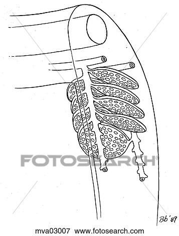 Stock Illustration - Hemodynamics of the gills in salmoids. Fotosearch