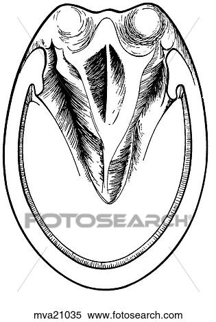 Stock Illustration - Hind foot, equine. Fotosearch