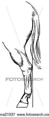Hind limb conformation, equine View Large Illustration Stock Illustration - Hind limb conformation, equine. Fotosearch