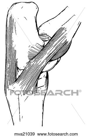 Hock, equine View Large Illustration Stock Illustration - Hock, equine. Fotosearch