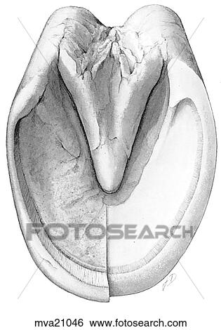 Stock Illustration - Hoof, equine. Fotosearch