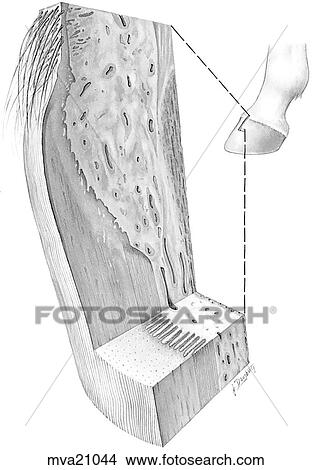 Hoof wall, equine View Large Illustration Stock Illustration - Hoof wall, equine. Fotosearch