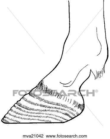 Hoof wall with laminitis View Large Illustration Drawing - Hoof wall with laminitis. Fotosearch