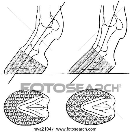 Horn tubules, equine View Large Illustration Stock Illustration - Horn tubules, equine. Fotosearch