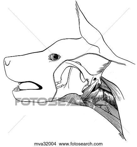 Hyoid and neck muscles, canine View Large Illustration Stock Illustration - Hyoid and neck muscles, canine. Fotosearch