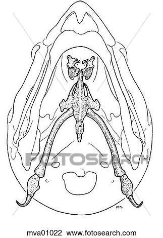 Hyoid apparatus, bird View Large Illustration Drawing - Hyoid apparatus, bird. Fotosearch