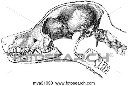 Hyoid apparatus, canine View Large Illustration Clipart - Hyoid apparatus, canine. Fotosearch