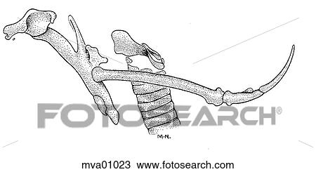 Hyoid apparatus, larynx, and trachea, bird View Large Illustration Drawing - Hyoid apparatus, larynx, and trachea, bird. Fotosearch