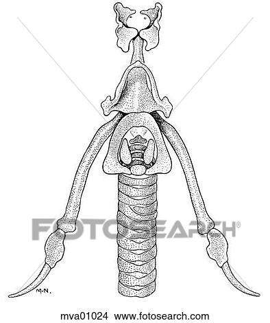 Stock Illustration - Hyoid apparatus, larynx, and trachea, bird. Fotosearch