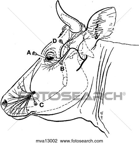 Drawing - Infiltration of the eyelids, bovine. Fotosearch