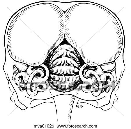 Inner ear and brain, bird View Large Illustration Stock Illustration - Inner ear and brain, bird. Fotosearch