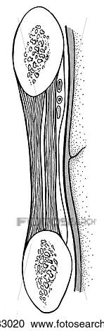 Clipart - Intercostal space, canine. Fotosearch