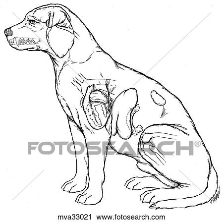 Clip Art - Internal organs, canine. Fotosearch