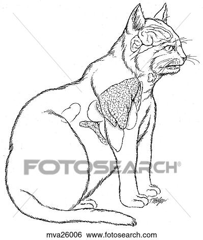 Stock Illustration - Internal organs, feline. Fotosearch