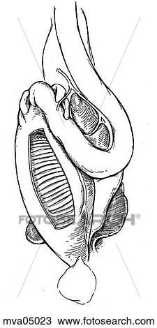 Intestines, southern stingray View Large Illustration Drawing - Intestines, southern stingray. Fotosearch