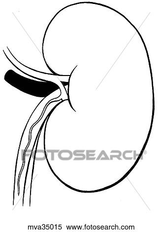 Stock Illustration - Kidney, canine. Fotosearch