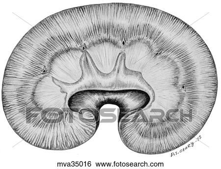 Kidney, canine View Large Illustration Stock Illustration - Kidney, canine. Fotosearch