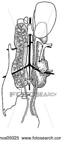 Kidney, domestic fowl View Large Illustration Stock Illustration - Kidney, domestic fowl. Fotosearch