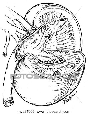 Kidney, feline View Large Illustration Stock Illustration - Kidney, feline. Fotosearch