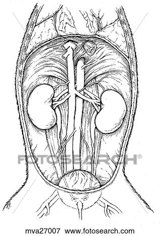 Stock Illustration - Kidney-in situ, feline. Fotosearch