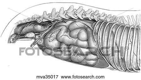 Stock Illustration - Large intestine in situ, canine. Fotosearch