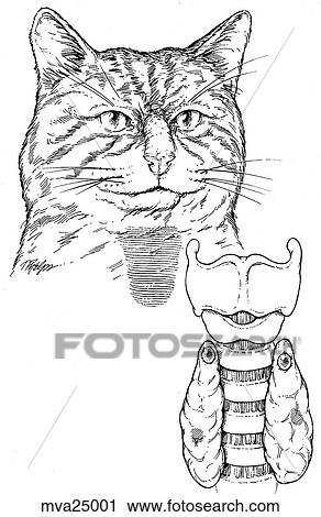 Clip Art - Larynx and thyroid, feline. Fotosearch