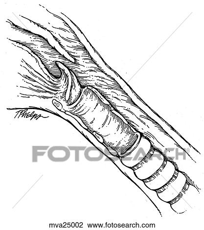Drawing - Larynx and trachea, feline. Fotosearch