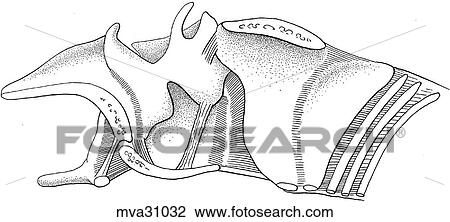 Larynx, canine View Large Illustration Drawing - Larynx, canine. Fotosearch