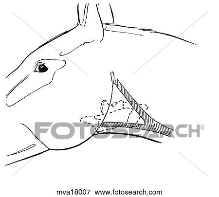 Larynx, equine View Large Illustration Stock Illustration - Larynx, equine. Fotosearch