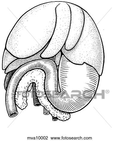 Liver and stomach, ferret View Large Illustration Drawing - Liver and stomach, ferret. Fotosearch