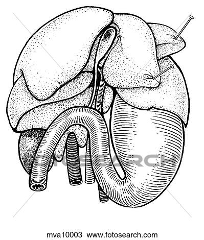 Liver and stomach, ferret View Large Illustration Drawing - Liver and stomach, ferret. Fotosearch