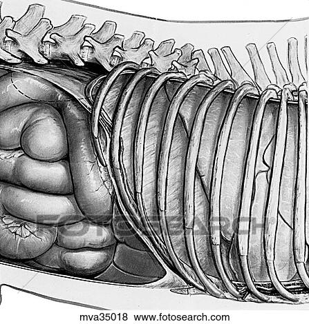 Stock Illustration - Liver and surrounding organs in situ, canine. Fotosearch