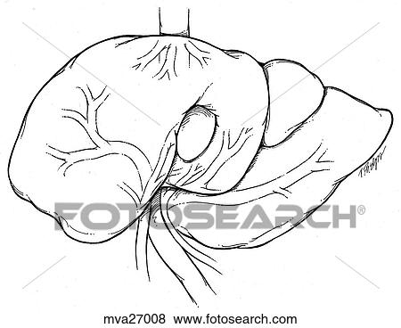 Stock Illustration - Liver, feline. Fotosearch