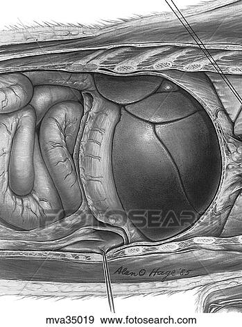 Stock Illustration - Liver in situ, canine. Fotosearch