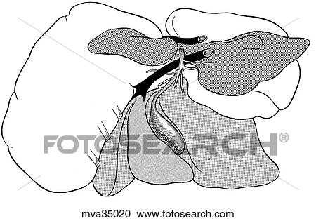Liver, lobes, canine View Large Illustration Clipart - Liver, lobes, canine. Fotosearch