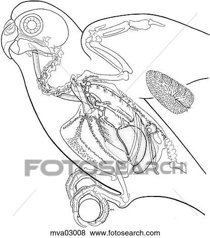 Lung and respiratory passageways, bird View Large Illustration Stock Illustration - Lung and respiratory passageways, bird. Fotosearch