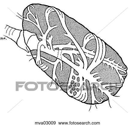Lung, bird View Large Illustration Stock Illustration - Lung, bird. Fotosearch