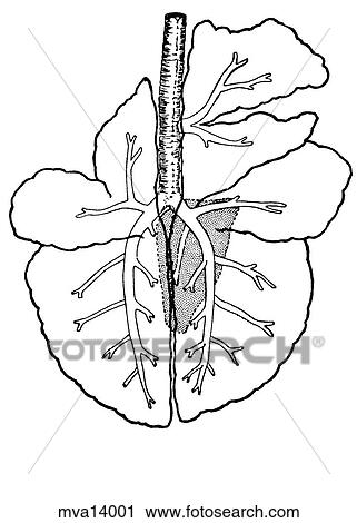 Clip Art - Lungs, cow. Fotosearch