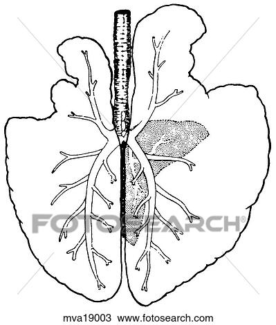 Lungs, equine View Large Illustration Drawing - Lungs, equine. Fotosearch