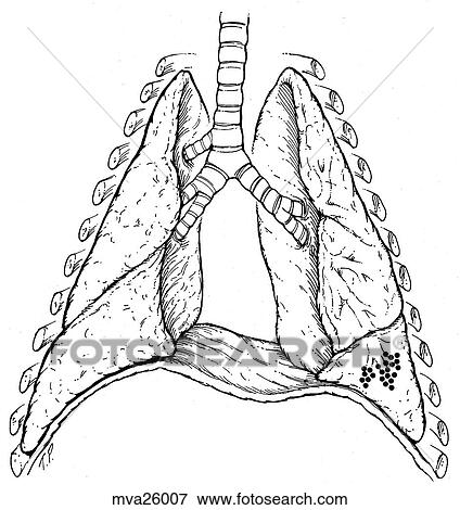 Stock Illustration - Lungs, feline. Fotosearch