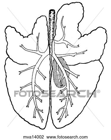 Drawing - Lungs, pig. Fotosearch
