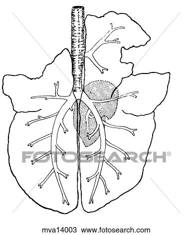Drawing - Lungs, sheep. Fotosearch