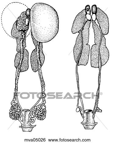 Stock Illustration - Male genital organs, house sparrow. Fotosearch