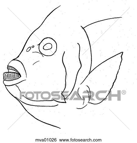 Stock Illustration - Mouth, angelfish. Fotosearch
