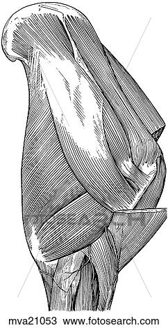 Muscles and nerves of shoulder, equine View Large Illustration Drawing - Muscles and nerves of shoulder, equine. Fotosearch