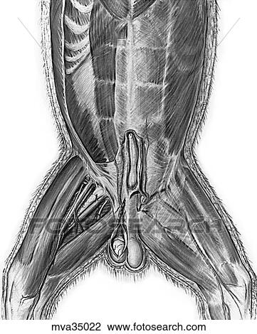 Muscles of the abdominal wall, canine View Large Illustration Drawing - Muscles of the abdominal wall, canine. Fotosearch