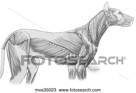 Muscles of the abdominal wall, superficial View Large Illustration Drawing - Muscles of the abdominal wall, superficial. Fotosearch