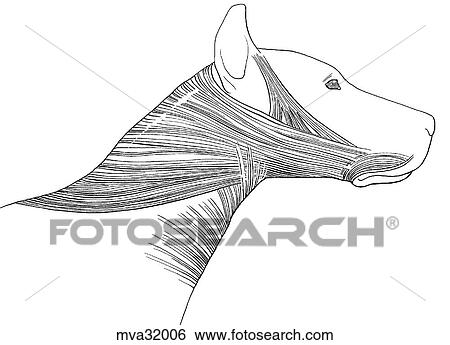 Muscles of the neck, superficial, canine View Large Illustration Stock Illustration - Muscles of the neck, superficial, canine. Fotosearch